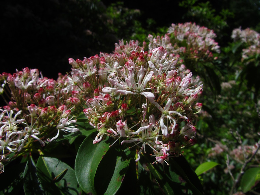 Kalmia polypetala resized